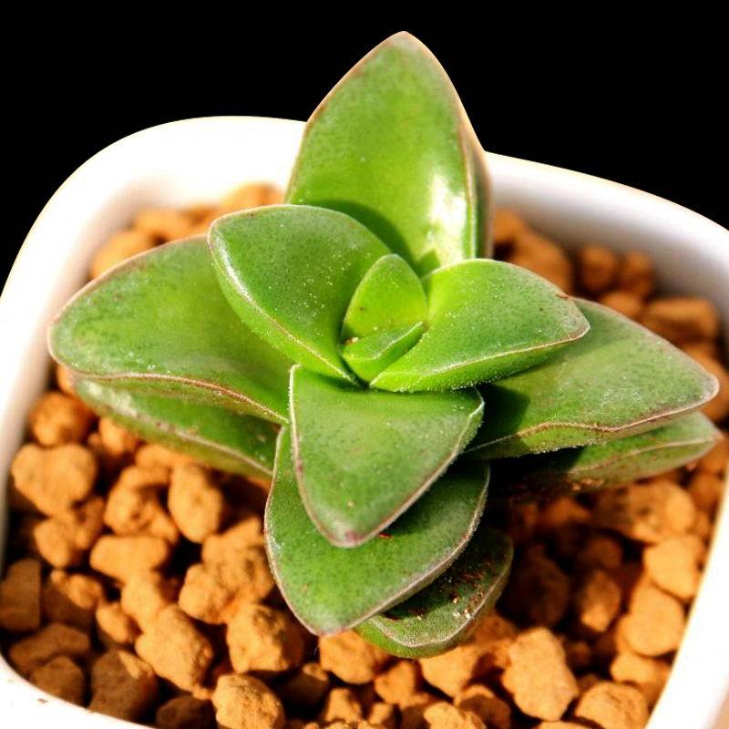 多肉植物【小夜衣】神童开花型肉肉即将j开花新手四季好养室内盆