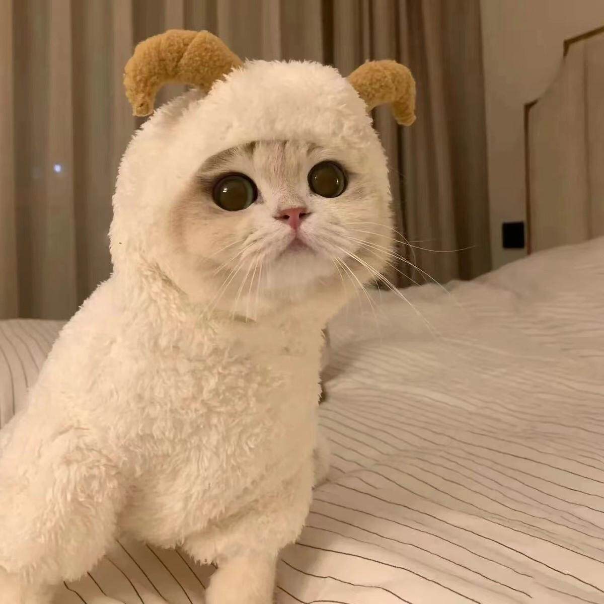 猫咪衣服秋冬装加厚唐装泰迪四脚衣变身装幼犬小型犬宠物狗狗可爱