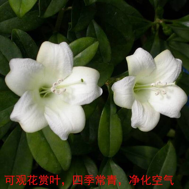 速发非洲茉莉花苗盆栽四季常青大型绿植物灰莉办公室内外阳台净化