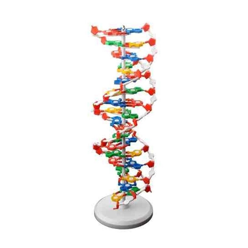 新品DNA双螺旋结构模型大号高中分子结构模型60cmJ33306脱氧核苷