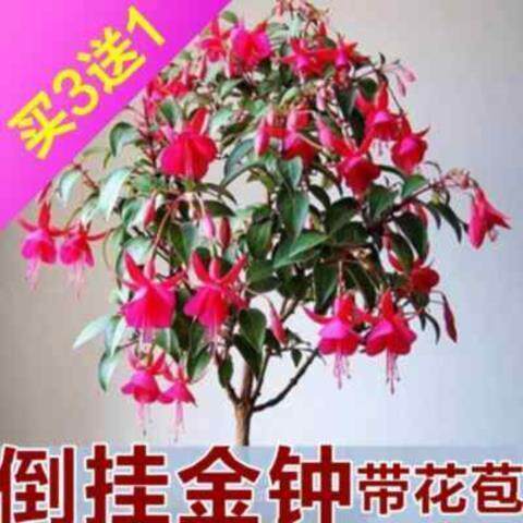 现货速发室内盆栽垂吊花卉倒挂金钟又名灯笼海棠 多色选择木本花