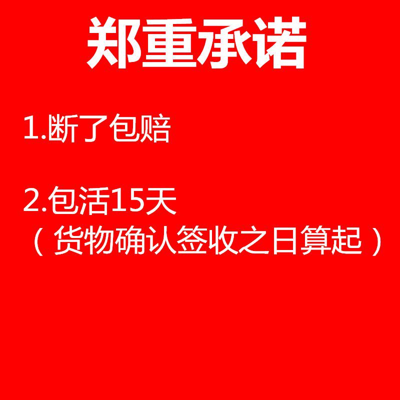 现货速发紫乐大老桩精品肉肉悬崖造型多肉植物超大棵室内花小盆栽