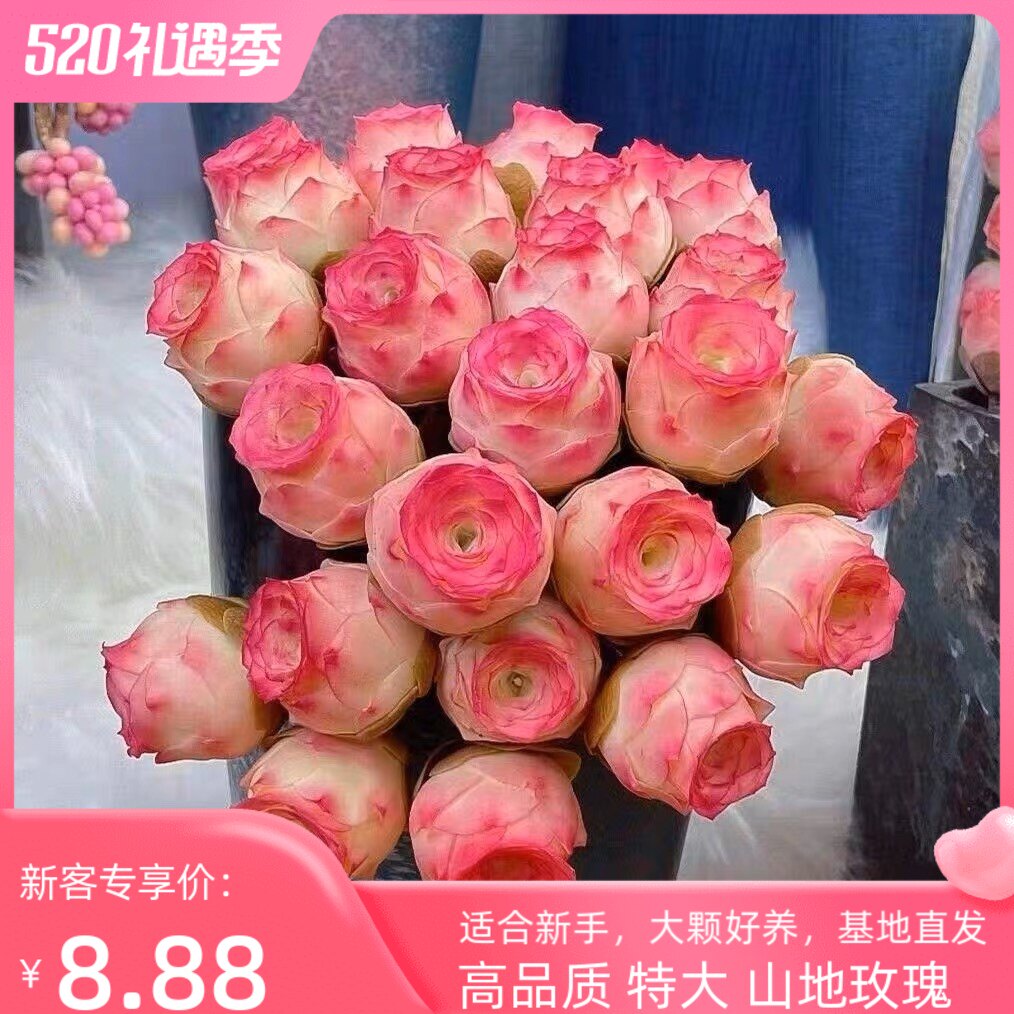 现货速发山地玫瑰水蜜桃酒杯粉耶罗鸡蛋多肉植物盆栽室内台创意桌