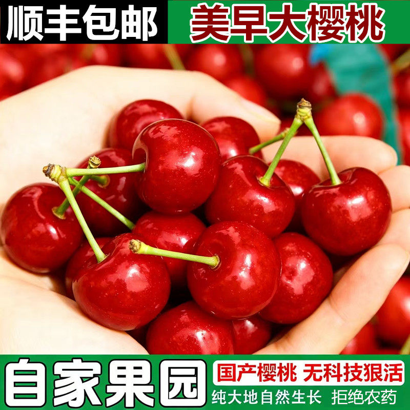 顺丰山东大樱桃美早国产车厘子