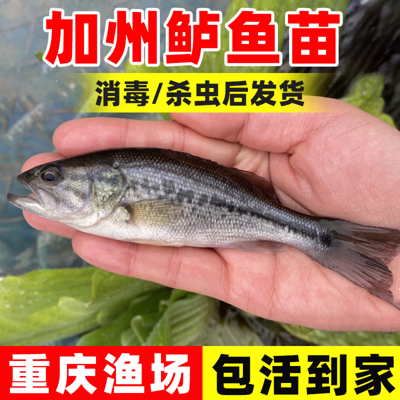 鲈鱼苗淡水养殖食用鲈鱼鱼苗大口黑鲈加州鲈鱼苗凶猛肉食路亚鱼苗