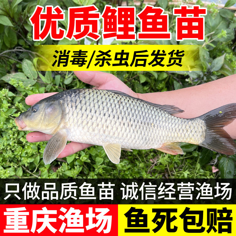鲤鱼苗淡水养殖食用快大型红尾稻田鲤鱼荷花鲤鱼特大建鲤鱼苗批发