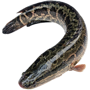 黑鱼苗淡水养殖食用好养乌鳢生财鱼苗活体冷水观赏鱼小批发乌鱼苗