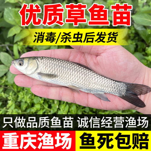 草鱼苗适合鱼塘水库养殖下塘吃草
