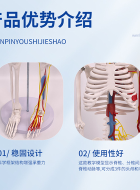 极速85CM 人体骨骼带心脏与血管骨架模型,I85cm骨骼模型 医学 模