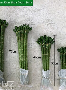 极速水养富贵竹荷花竹粗杆带根水培龙H竹客厅四季植物观音竹室内