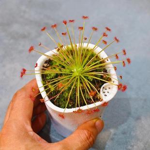 食虫植物捕蝇懒人盆盆栽成株食虫大型食蝇猪笼草捕蝇草办公室绿植