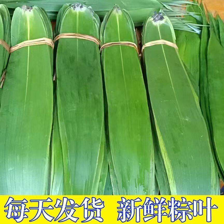 粽子叶新鲜大号100片包粽子的叶子干粽叶特大野生本地粽叶干免邮