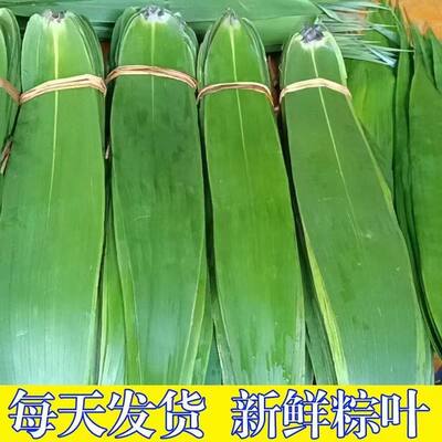 粽子叶新鲜大号100片包粽子的叶子干粽叶特大野生本地粽叶干免邮