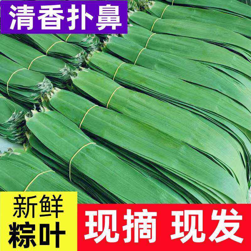粽叶新鲜粽子叶大号广西现摘野生大粽叶芒叶农家包大肉粽子叶整箱