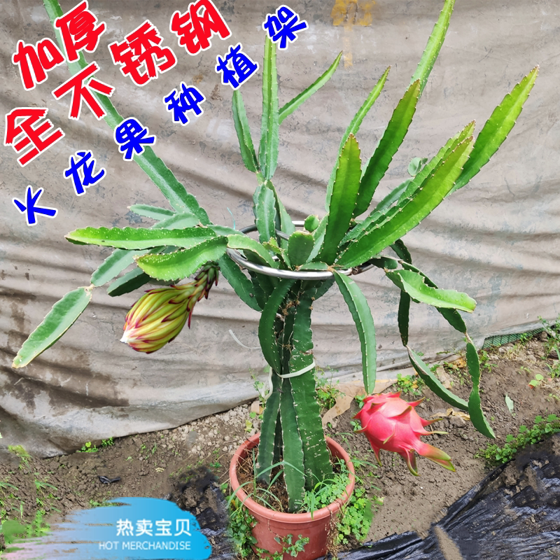 速发不锈钢花架免埋款 可调高度火龙果种植架 支撑棒棒糖绿植支架