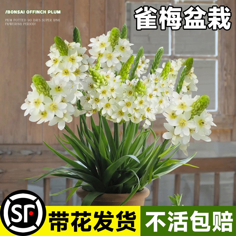 速发雀梅盆栽圣心百合白色虎眼年青花苞小苗花绿物活四季卉植易台