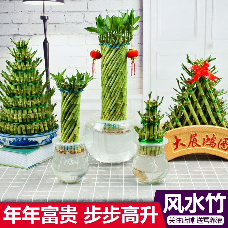 速发节节高富贵竹水培植物办公绿面植转开运竹文昌塔型桌室好养