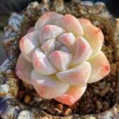 variety ice plant Classic goods succulent precious jade