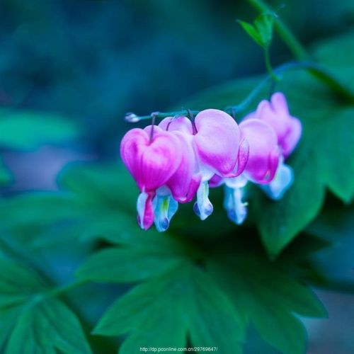 荷包牡丹锦囊花铃心草兔儿花耐寒好养耐活浓香型花卉四季开花