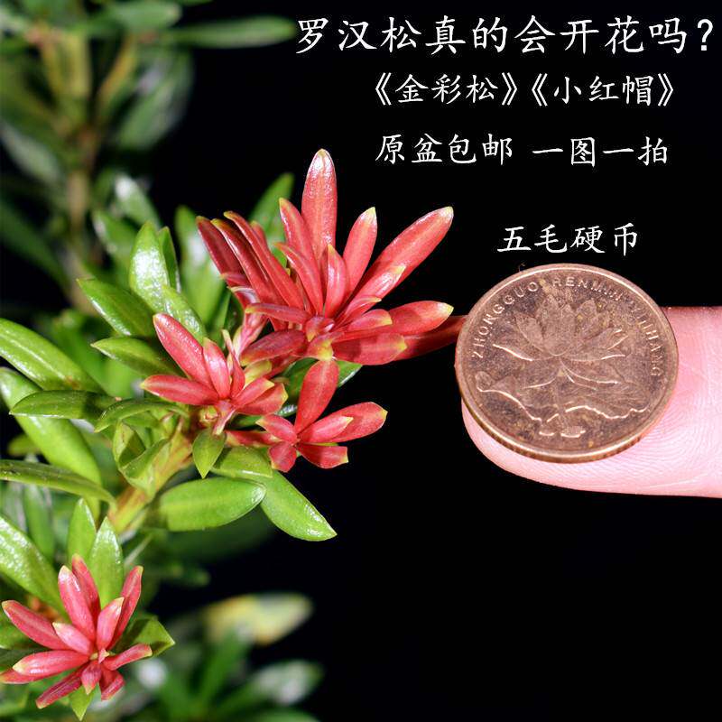 极速新品海岛血红芽金彩松小红帽罗汉松盆景四季盆栽植物庭院阳台