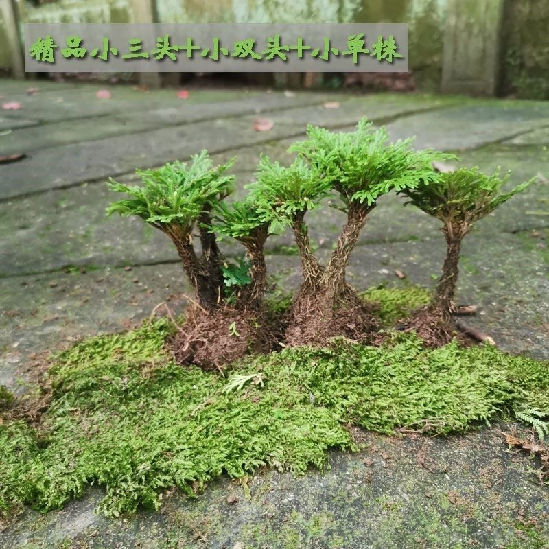 卷柏盆栽易活好养 盆景假y山造景水菖蒲四季长青蕨类a植物欧洲款