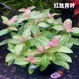 红丝青叶阴性水草新手水下叶造景红色水草