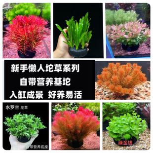 新手懒人坨草系列阴性草鱼缸造景水草水培植物
