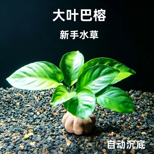大叶巴榕新手懒人好养活阴性草水草造景水培植物
