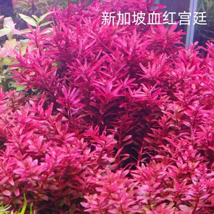 新加坡血红宫廷鱼缸草缸造景淡水红色后景水草植物自养水下叶