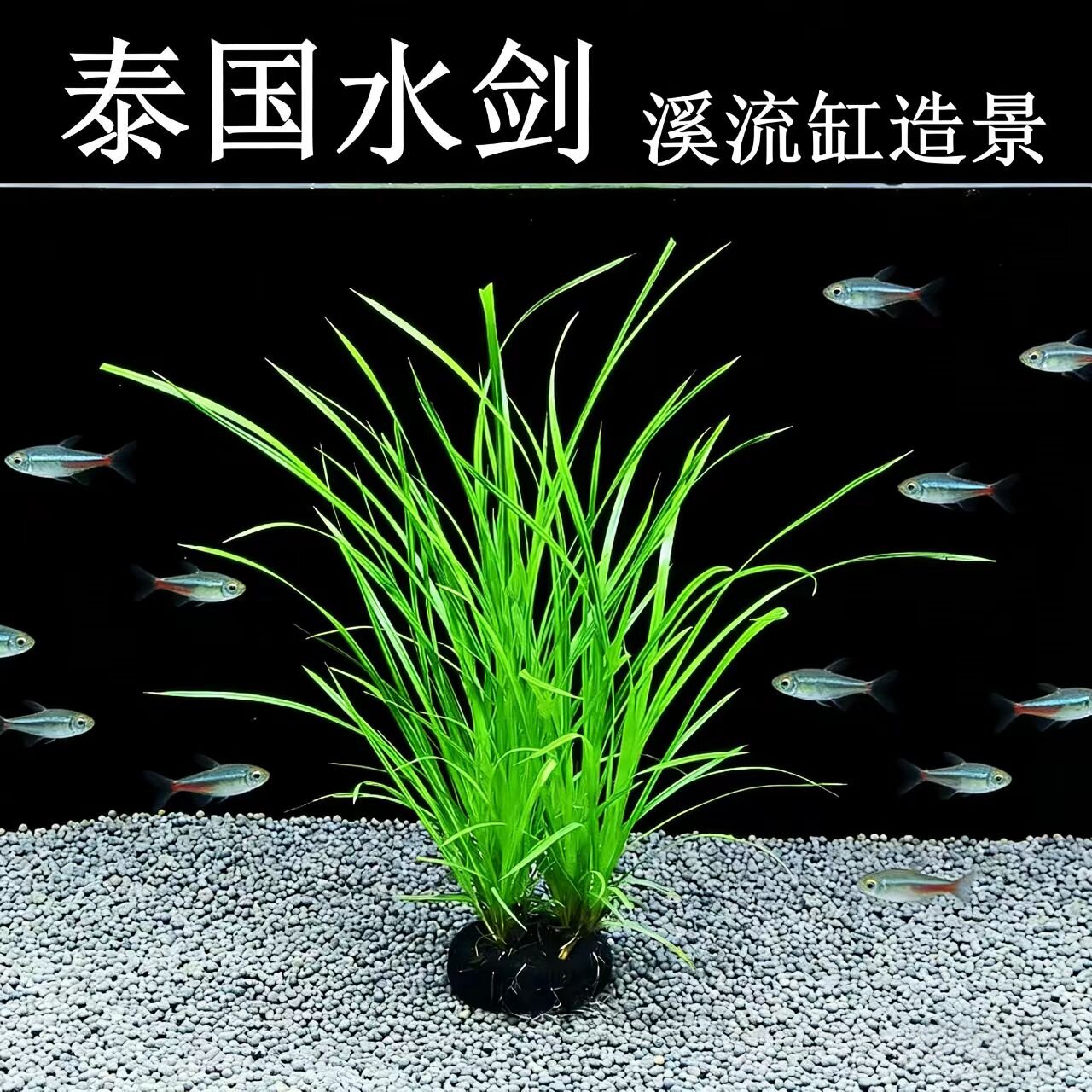 泰国水剑阴性好养水草溪流缸原生缸草缸造景装饰活体水草