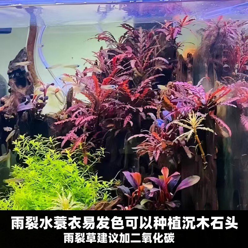 雨裂水蓑衣草鱼缸水下易养红色水草造景植物真草草缸造景,宠物/宠物食品及用品,水草,淘宝优惠券,粉丝福利购,淘宝优惠卷