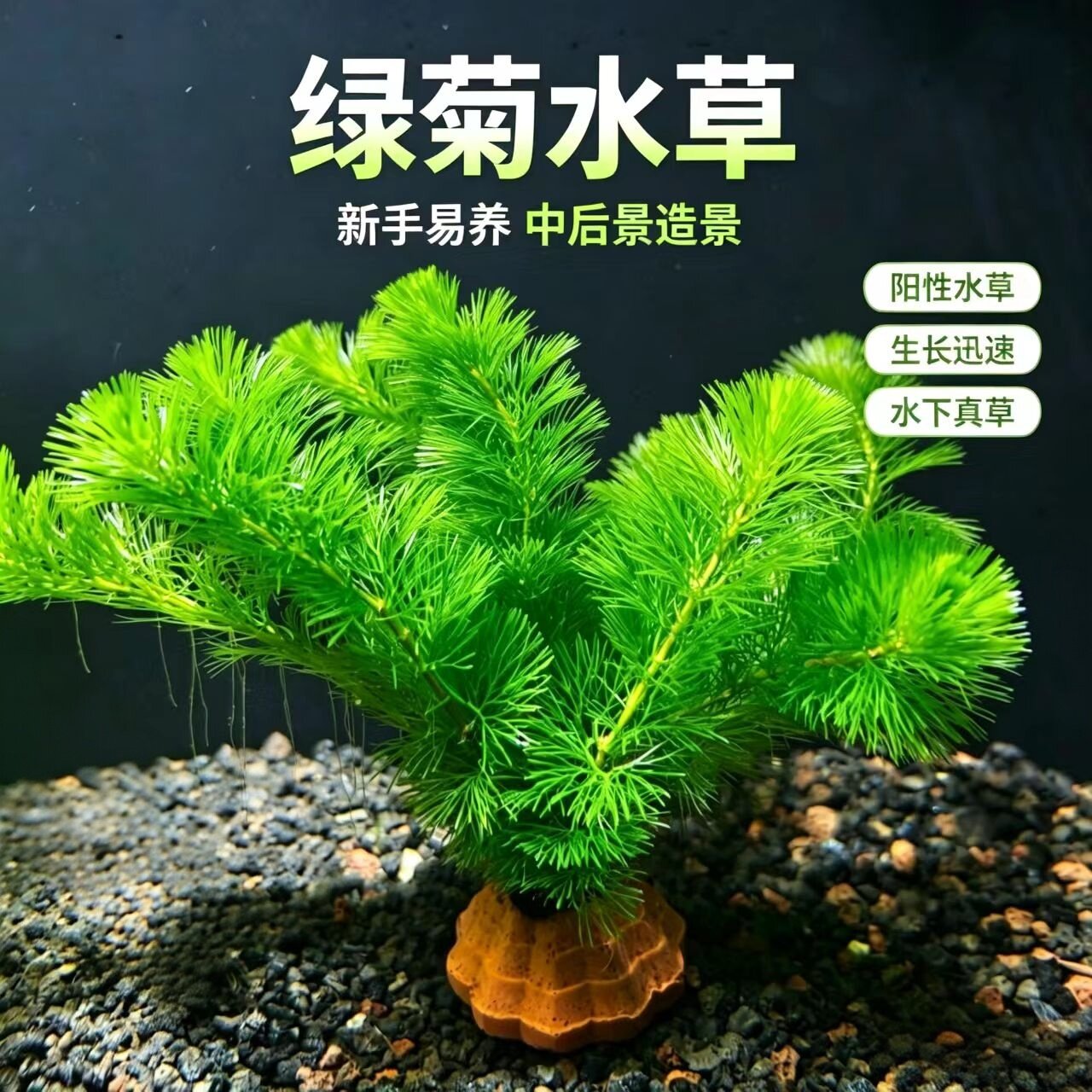 鱼缸水草活体绿菊新手好养耐活绿色增氧净化水质阴性蜈蚣草真草