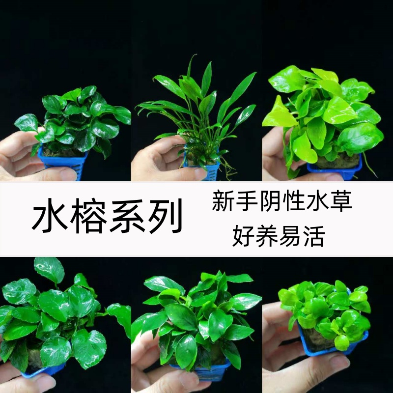 水榕水草鱼缸造景装饰活体