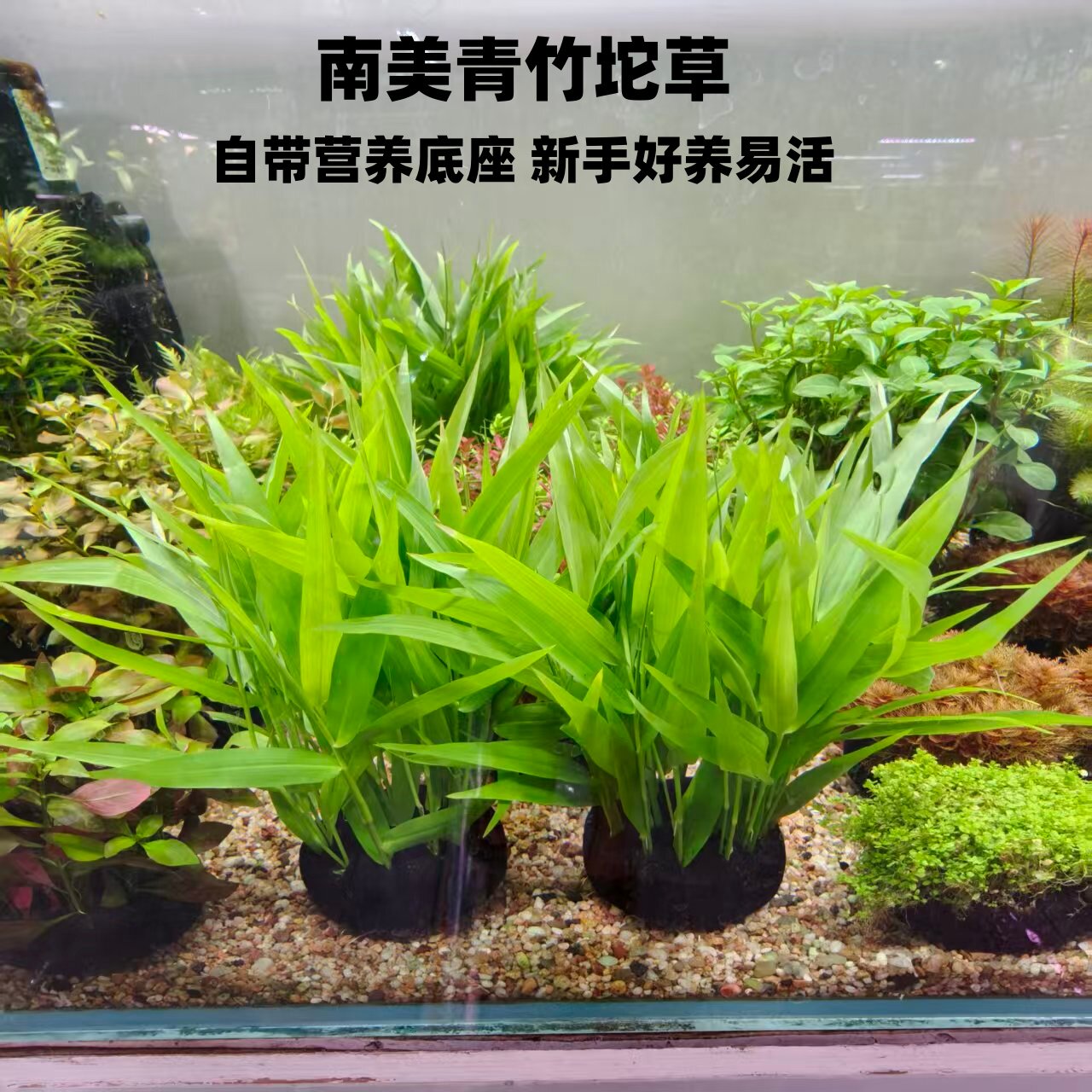 南美青竹阴性水草净化水质水培植物新手懒人好养活水草水草缸造景图片