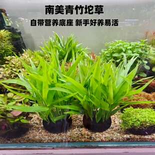 南美青竹阴性水草净化水质水培植物新手懒人好养活水草水草缸造景