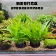 南美青竹阴性水草净化水质水培植物新手懒人好养活水草水草缸造景