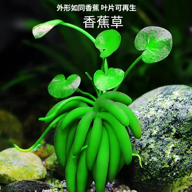 香蕉草阴性好养新手懒人水草鱼缸草缸活体造景