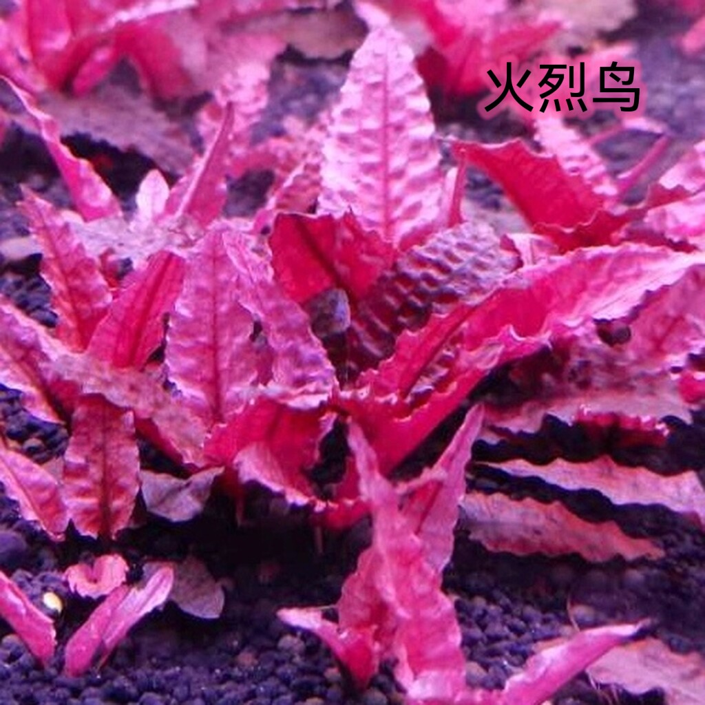 速发椒红草类极下叶烈火乐线阿芬虎纹椒草缸造景椒水鸟鸟咖啡新淡