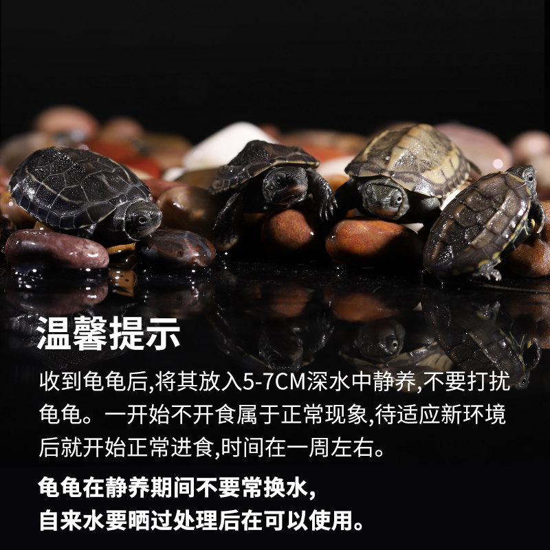 速发小乌龟活物草龟花龟龟鳄龟墨龟火焰黄耳深水西锦龟苗