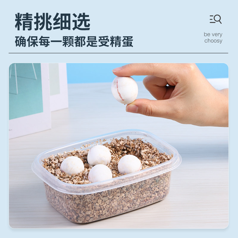 速发可孵化乌龟蛋中华草龟花龟受精蛋学生小乌龟活物