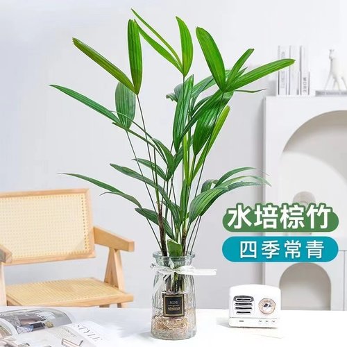 速发水培植物棕竹盆栽招财竹室内养音竹常绿观办耐阴好观叶公室富