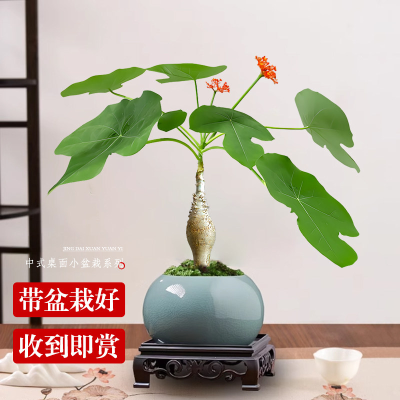 速发佛肚海棠办意室内客厅禅意中式小盆景四季好养花卉盆公室创栽
