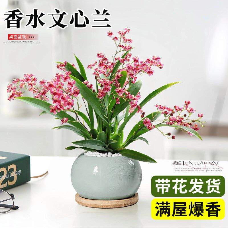 速发文好兰盆栽带花苞梦香兰厅公室内开花卉绿植物兰花客办秋冬心