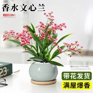 速发文好兰盆栽带花苞梦香兰厅公室内开花卉绿植物兰花客办秋冬心