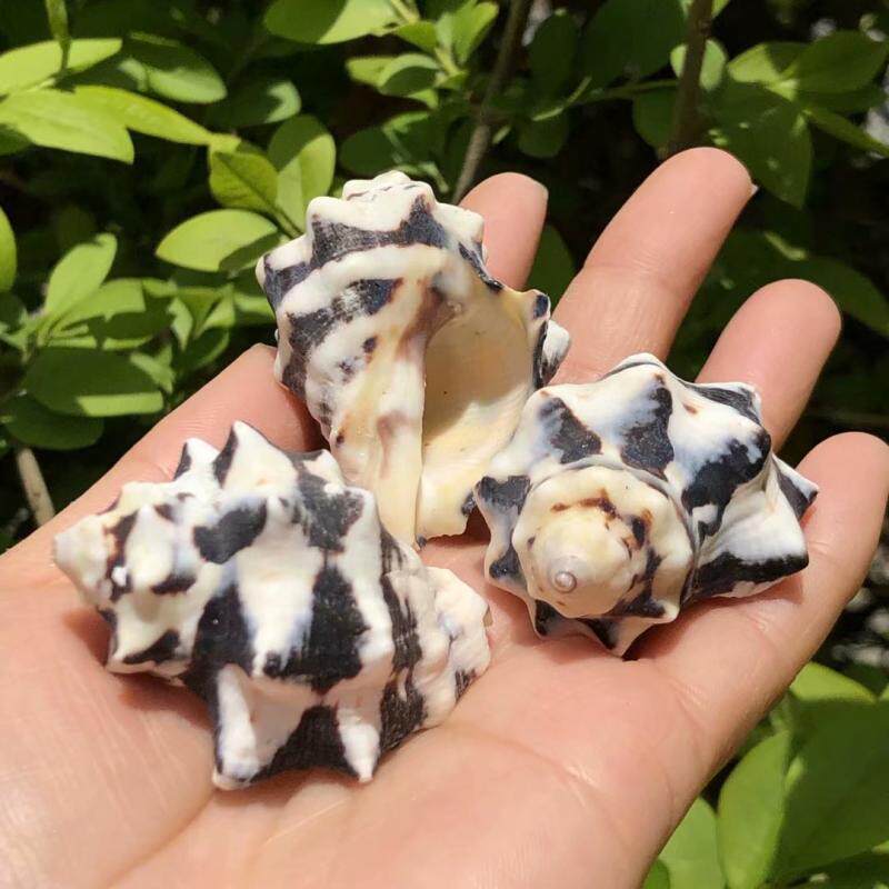 速发贝寄海螺奶牛螺壳居寄居蟹箱贝鱼替换壳鱼缸造景水族卷装饰