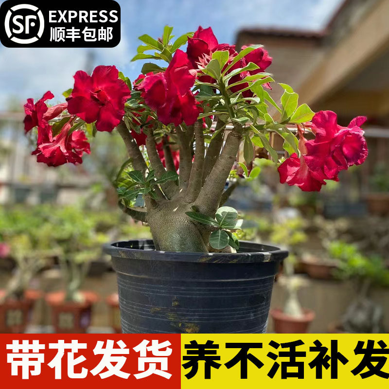 速发沙花玫瑰植物盆栽老桩室内花卉客厅多干好养绿植四季开漠耐肉