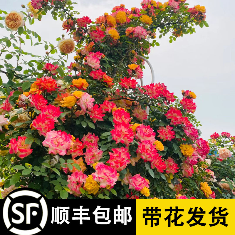 速发蔷薇花苗四季开花栽本月季特大花爬藤植物盆卉藤玫瑰