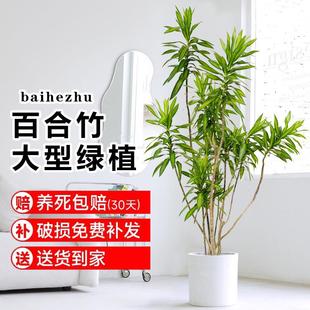 百合竹盆栽大型真绿植室内客厅北欧风老桩造型植物净化空气好养活