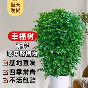 幸福树客厅盆栽大型绿植办公室好养盆景发财树新房除甲醛室内植物