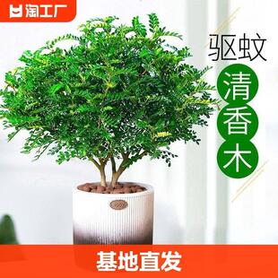 正宗清香胡椒木盆栽花卉室内外驱蚊草植物树苗老桩盆景九里香绿植